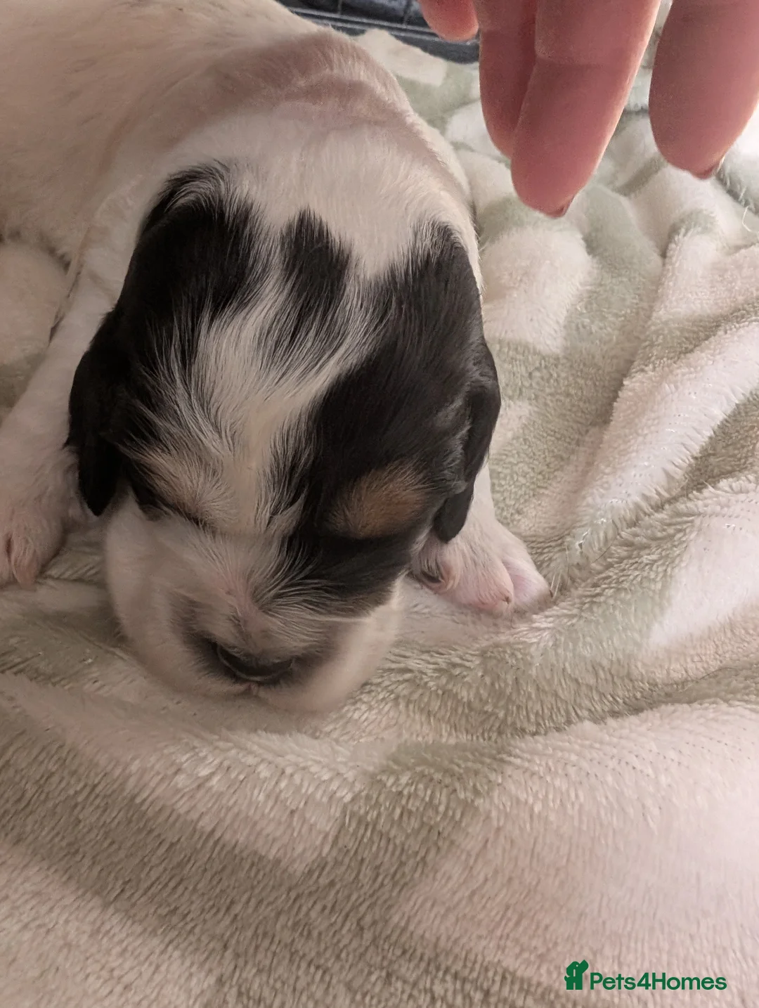 Cockapoo dogs for sale: Beautiful little of 5 Cockerpoos - Advert 4