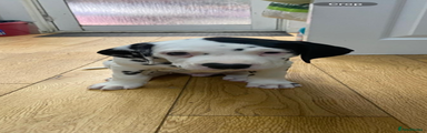 Dalmatian Puppy 1