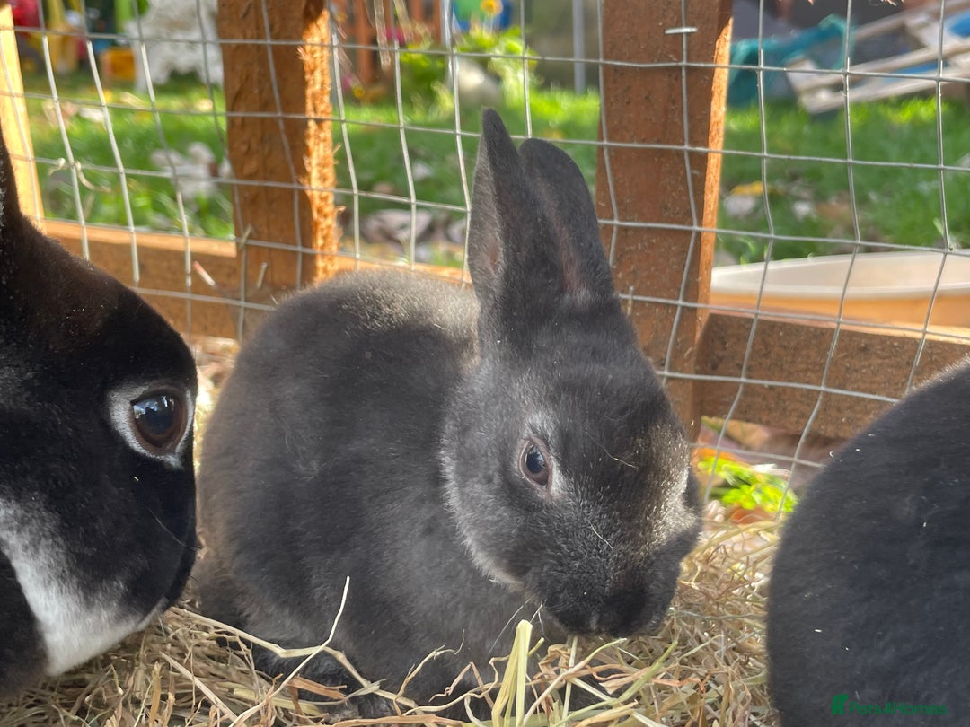 Rex rabbits for sale: Beautiful Mini Rex Rabbits - Image 3