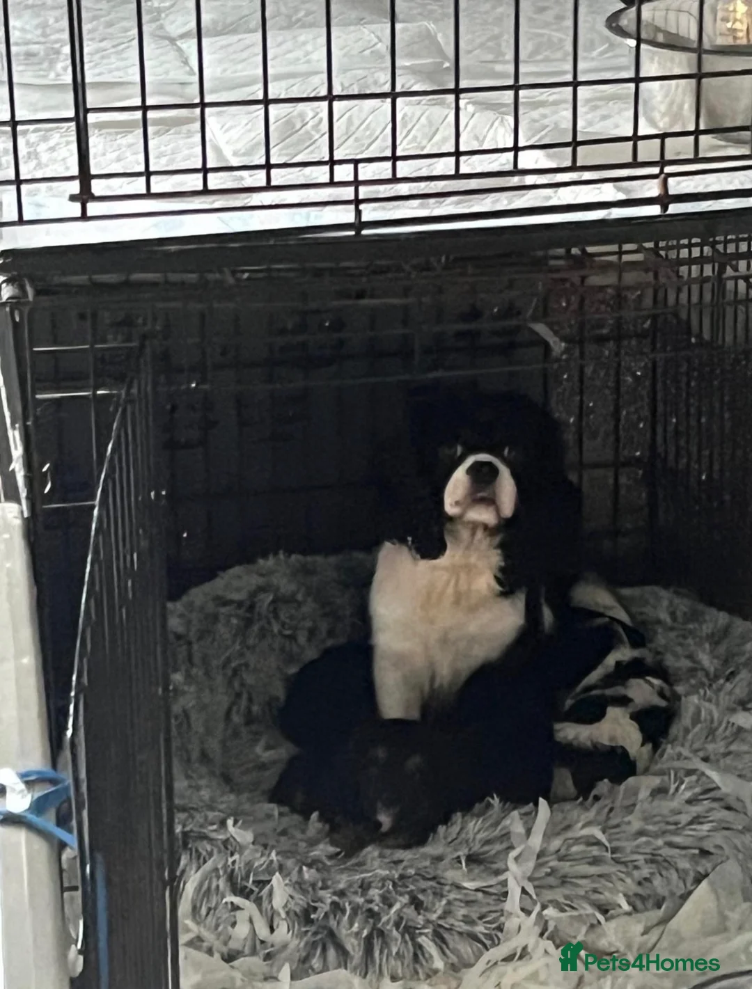 Cavapoo dogs for sale: F1 Cavapoo puppies. - Advert 2