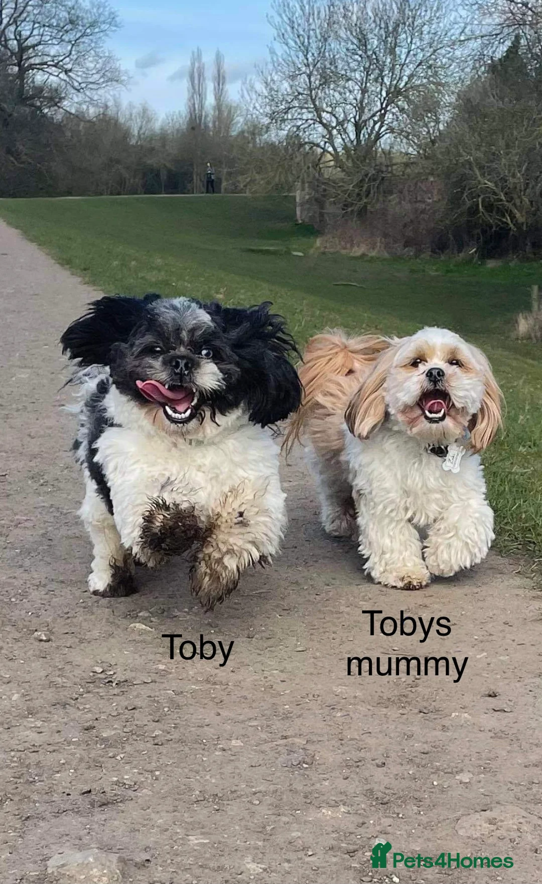 Lhasa Apso dogs for stud: Proven KC Registered Lhasa Apso Stud Toby in York - Advert 6