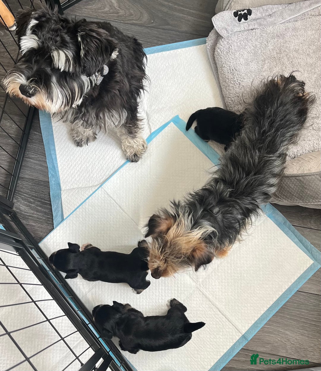 Mixed Breed dogs for sale: Miniature Schnauzer X Yorkshire Terrier - Image 14