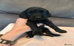 Cocker Spaniel dogs for sale: Kc registered, cocker spaniels. REDUCED PRICE! - Image 2
