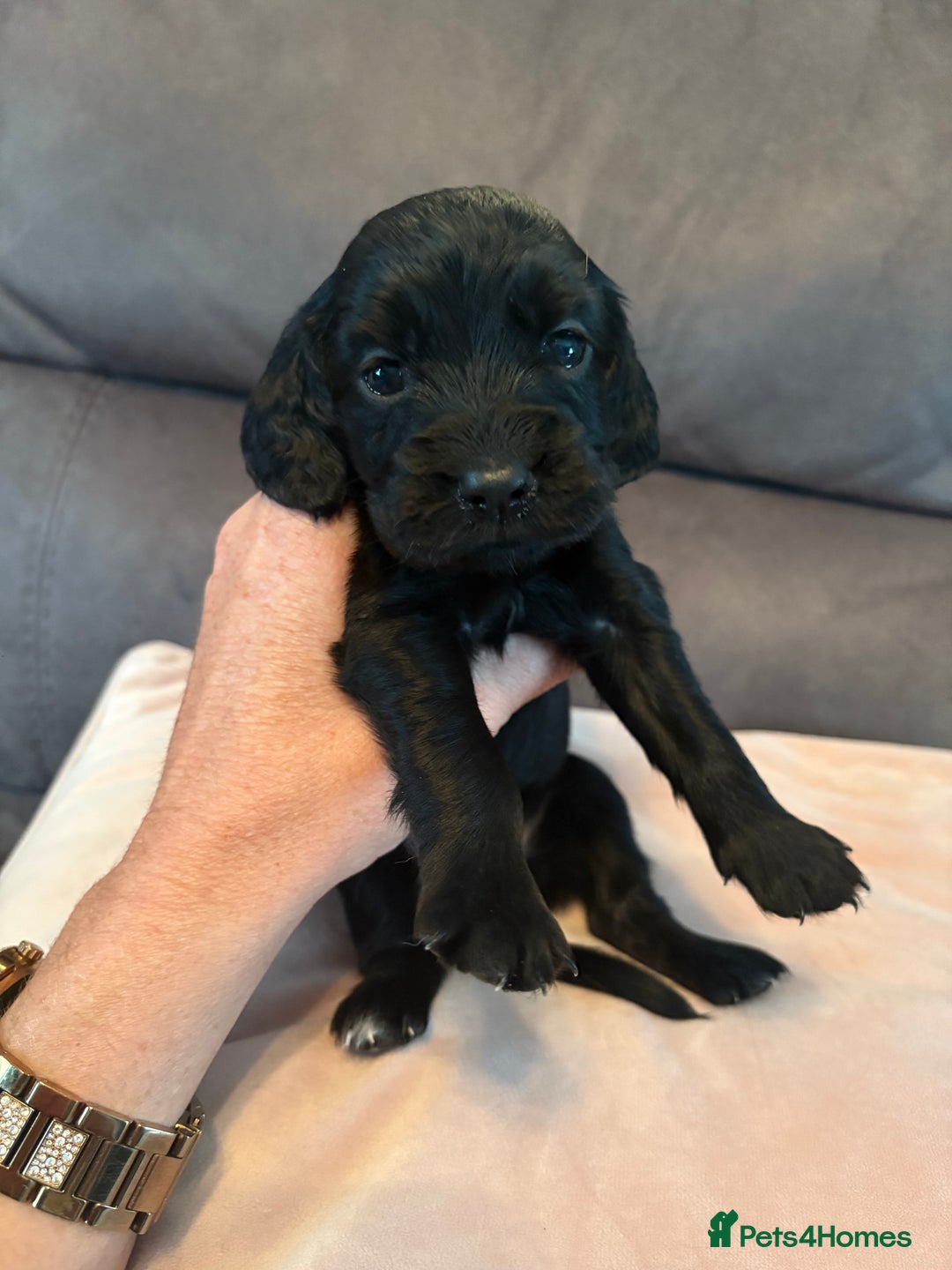 Cocker Spaniel dogs for sale: Kc registered, cocker spaniels. REDUCED PRICE! - Image 2