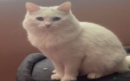 Mixed Breed cats for sale: Lady  - Image 1