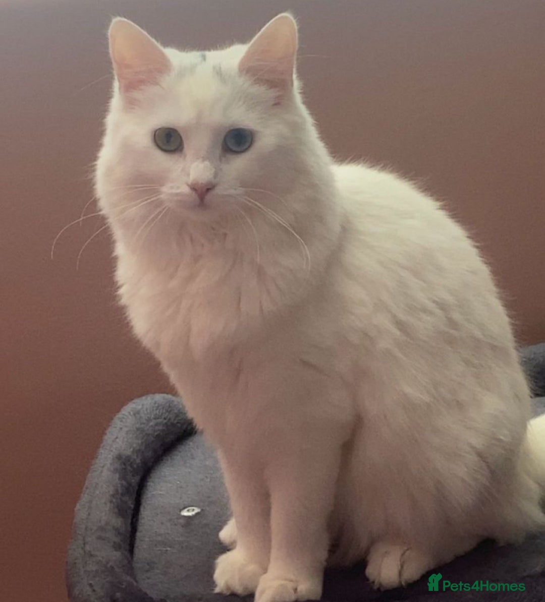 Mixed Breed cats for sale: Lady  - Image 1