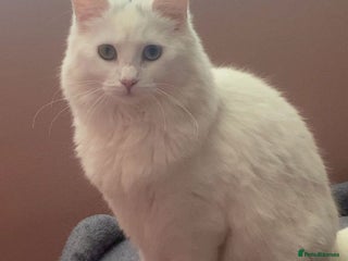 Mixed Breed cats - Advert 37