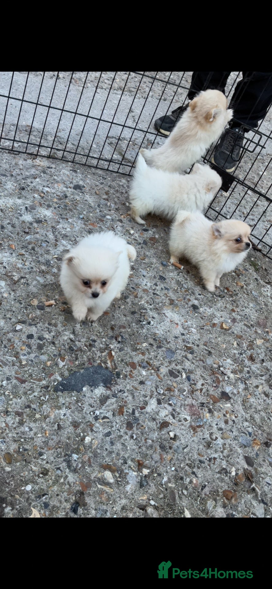 Pomeranian dogs 4 Pomeranian puppies  - Advert 2