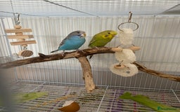 Budgerigars birds for sale: cute young budgie - Image 4