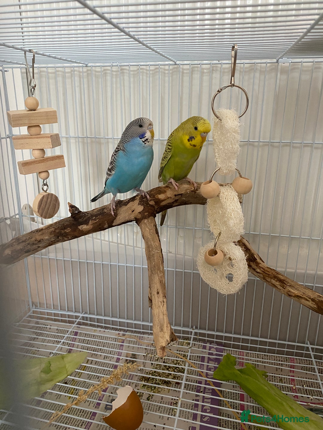 Budgerigars birds for sale: cute young budgie - Image 4
