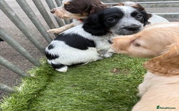 Cocker Spaniel dogs for sale: Working cocker spainel puppies  - Advert 19