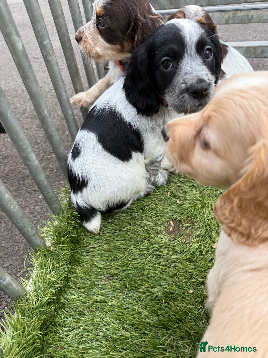 Cocker Spaniel dogs for sale: Working cocker spainel puppies  - Advert 19
