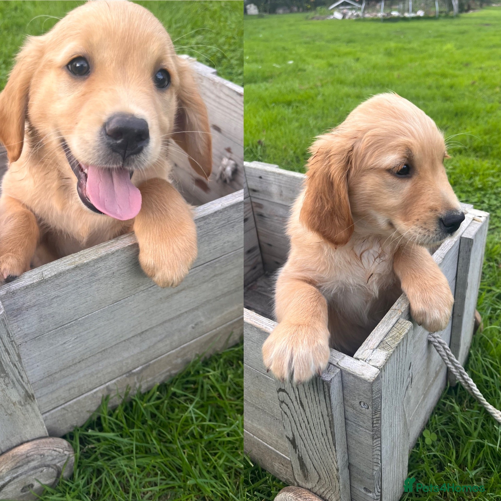 Golden Retriever dogs Two beautiful girls left- Golden Retriever Puppies - Advert 7