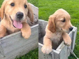 Golden Retriever dogs Two beautiful girls left- Golden Retriever Puppies - Advert 1