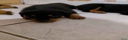 Rottweiler dogs for sale: 🥾🥾Smiling and playful🧸up to date🧸♥️🧸 - Advert 4