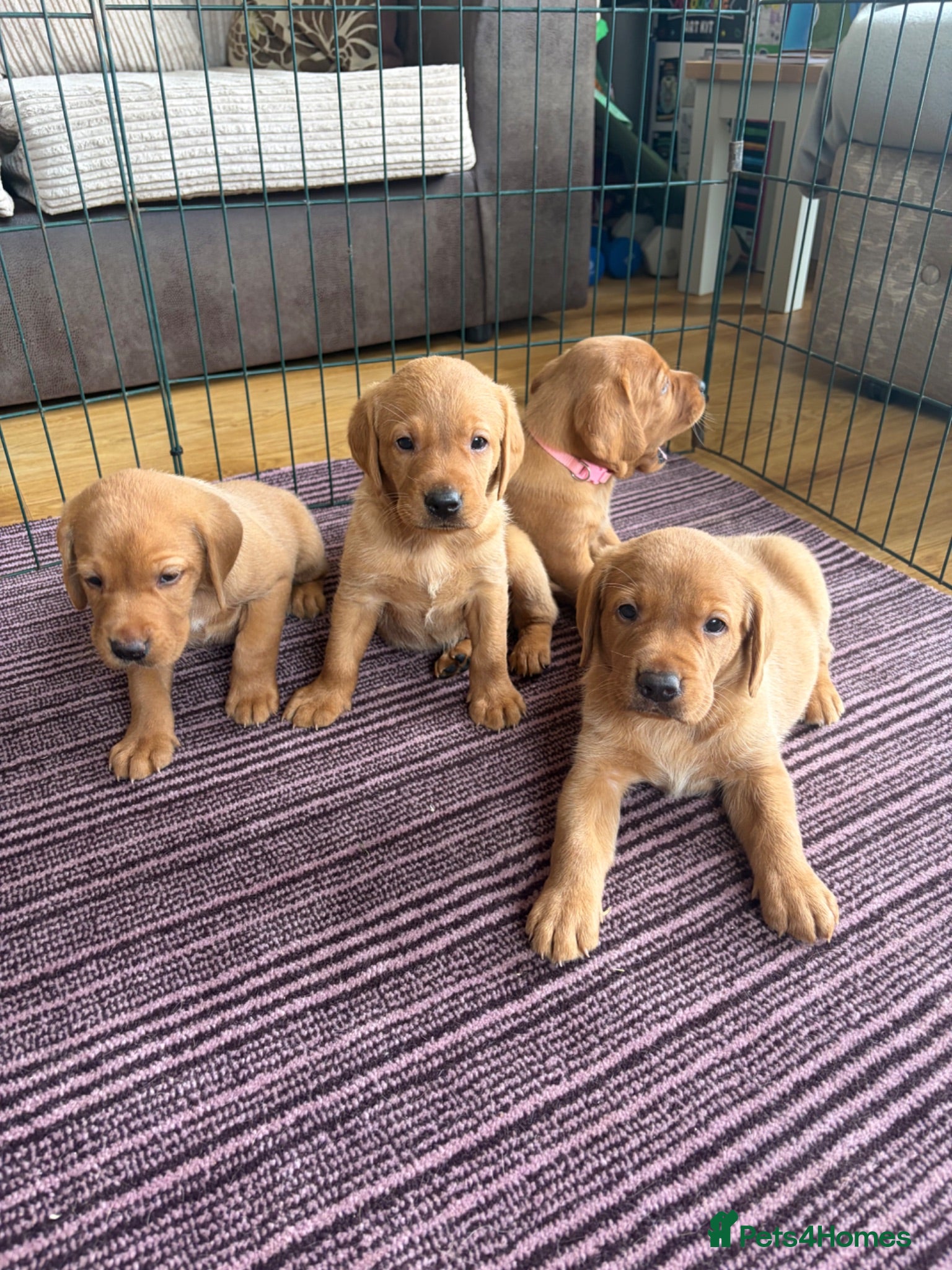 Labrador Retriever dogs Fox red Labrador puppies for sale  - Advert 1