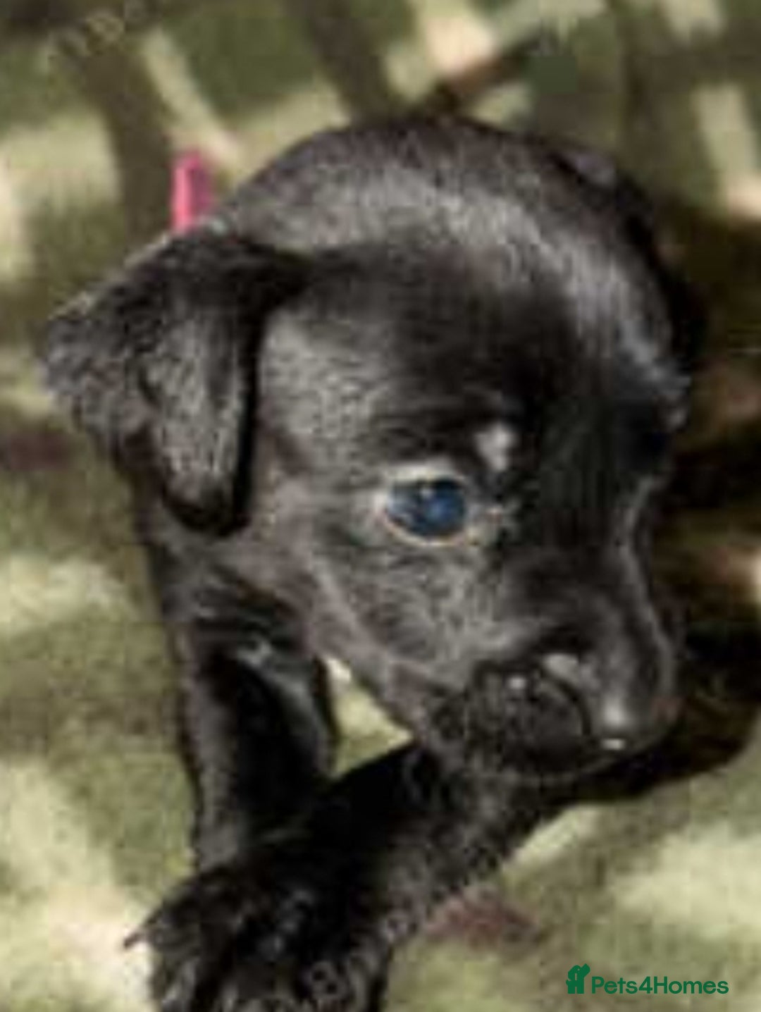 Patterdale Terrier dogs for sale: Patterdale puppies, good strong pups, home bred. - Image 13