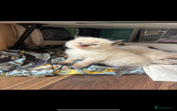 Ragdoll cats for sale: Ragdoll kittens - Image 36