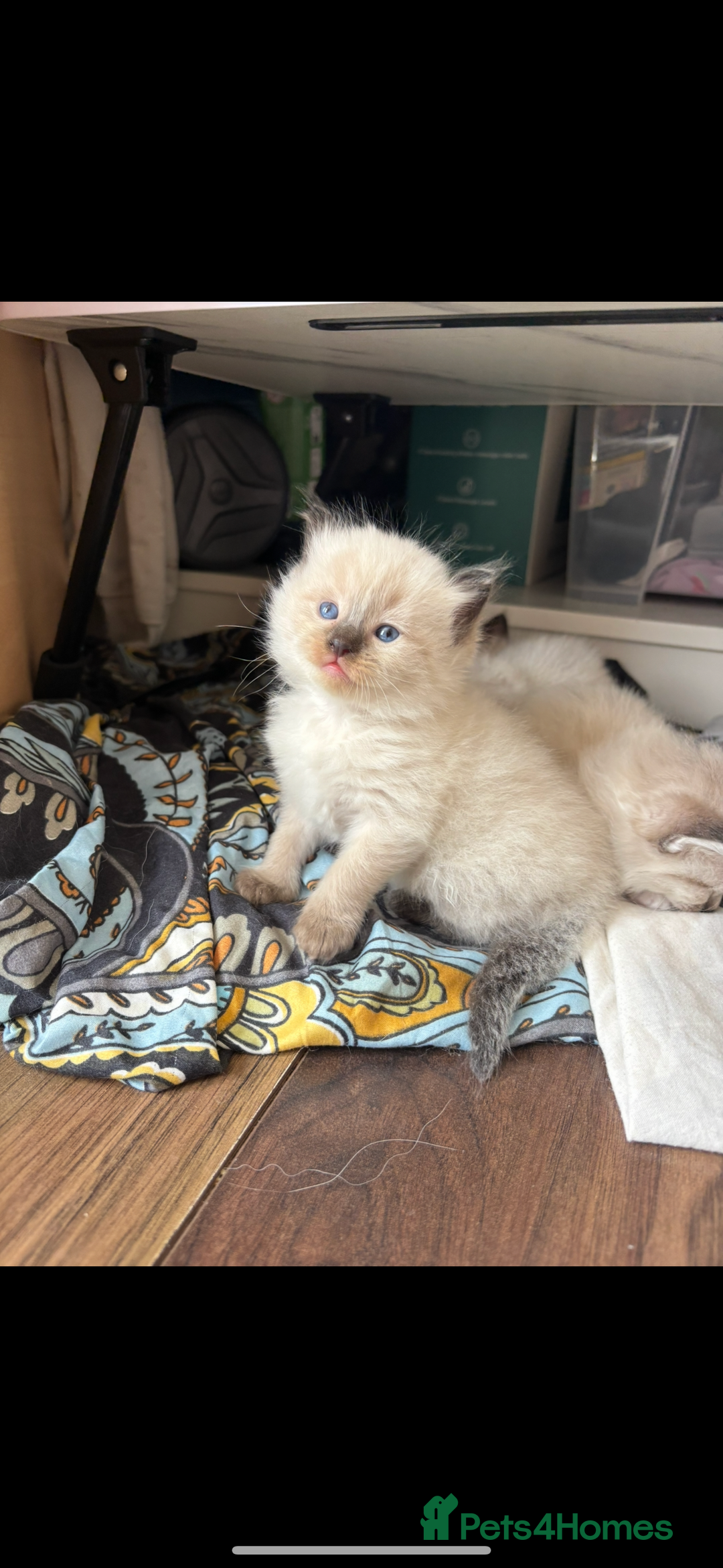 Ragdoll cats for sale: Ragdoll kittens - Image 36