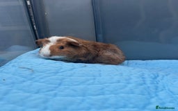 Guinea Pig rodents for sale: Baby guinea pigs  - Image 13