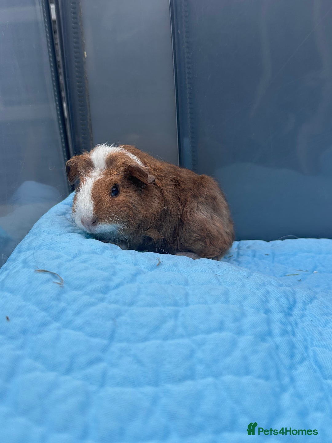 Guinea Pig rodents for sale: Baby guinea pigs  - Image 13
