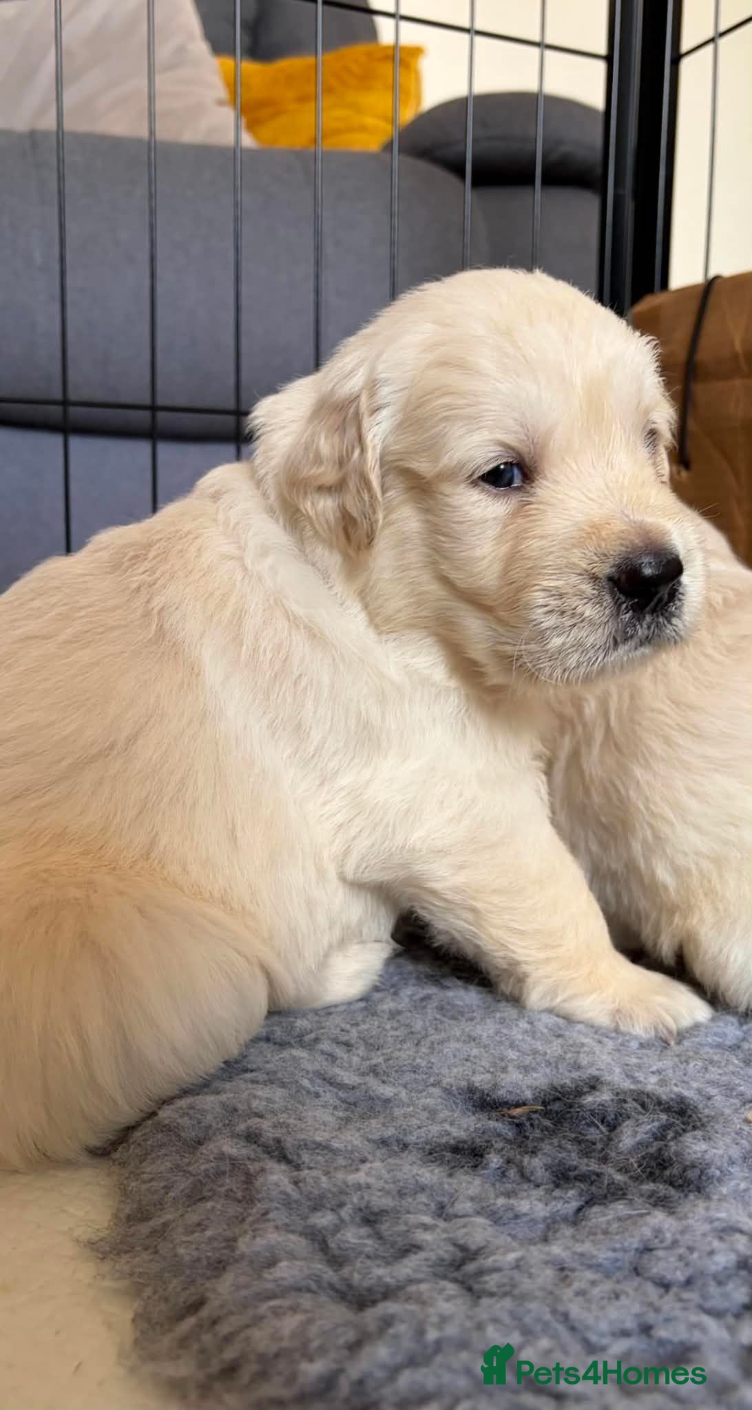 Golden Retriever dogs BEAUTIFUL KC REG SHOWLINE GOLDEN RETRIEVER PUPPIES - Advert 3