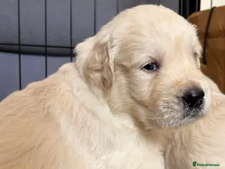 Golden Retriever dogs BEAUTIFUL KC REG SHOWLINE GOLDEN RETRIEVER PUPPIES - Advert 3