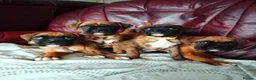 Boxer dogs for sale: Gorgeous Boxer Puppies Available... - Advert 7