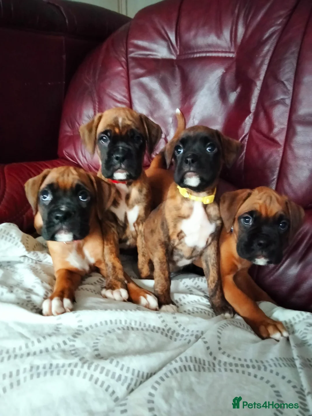 Boxer dogs for sale: Gorgeous Boxer Puppies Available... - Advert 7