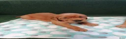 Golden Retriever dogs for sale: Stunning KC registered dark puppies - last 1 boy  - Advert 12