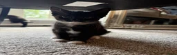British Shorthair cats for sale: 4 short hair kittens. - Advert 2
