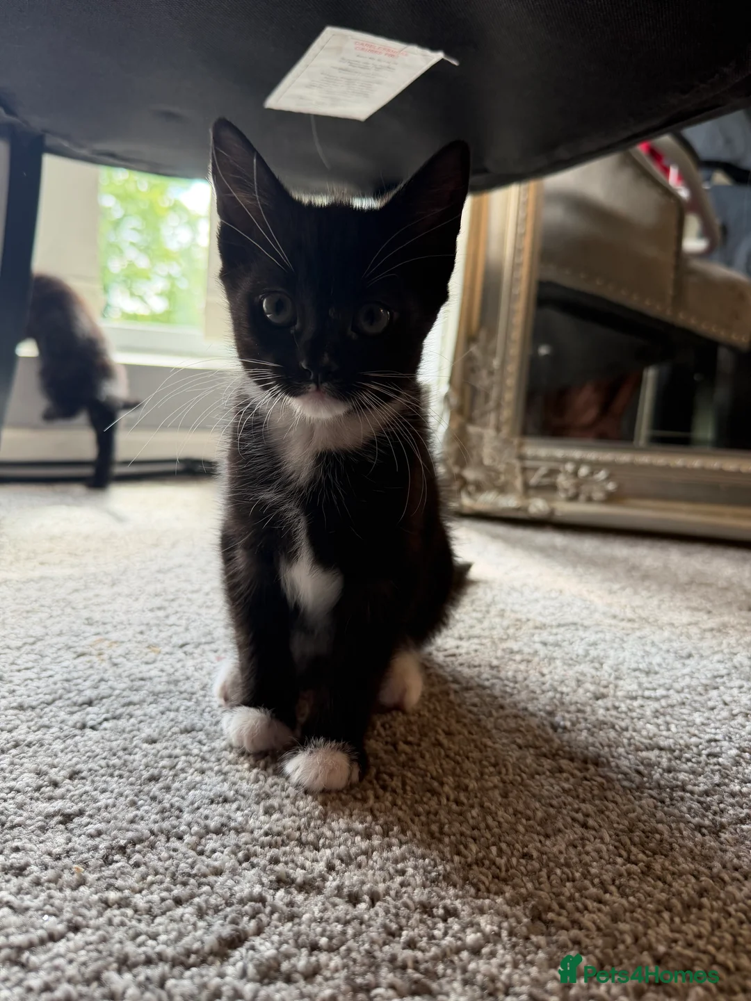 British Shorthair cats for sale: 4 short hair kittens. - Advert 2
