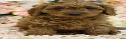 Cavapoo dogs for sale: *HEALTH TESTED* Cavapoo Puppies - Advert 11