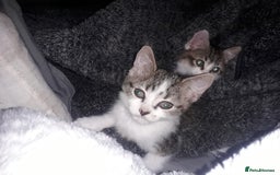 Mixed Breed cats for sale: Beautiful kittens  - Image 3