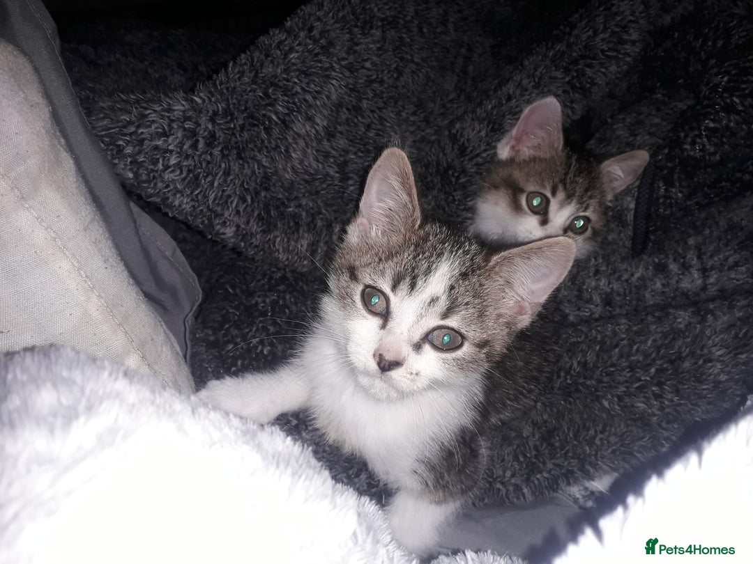 Mixed Breed cats for sale: Beautiful kittens  - Image 3