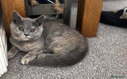 British Shorthair cats for sale: 2 stunning kittens  - Image 3
