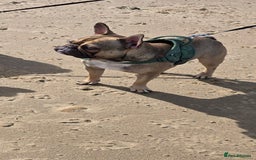 French Bulldog dogs for sale: French bulldogs rehome both 1 year old - Image 4