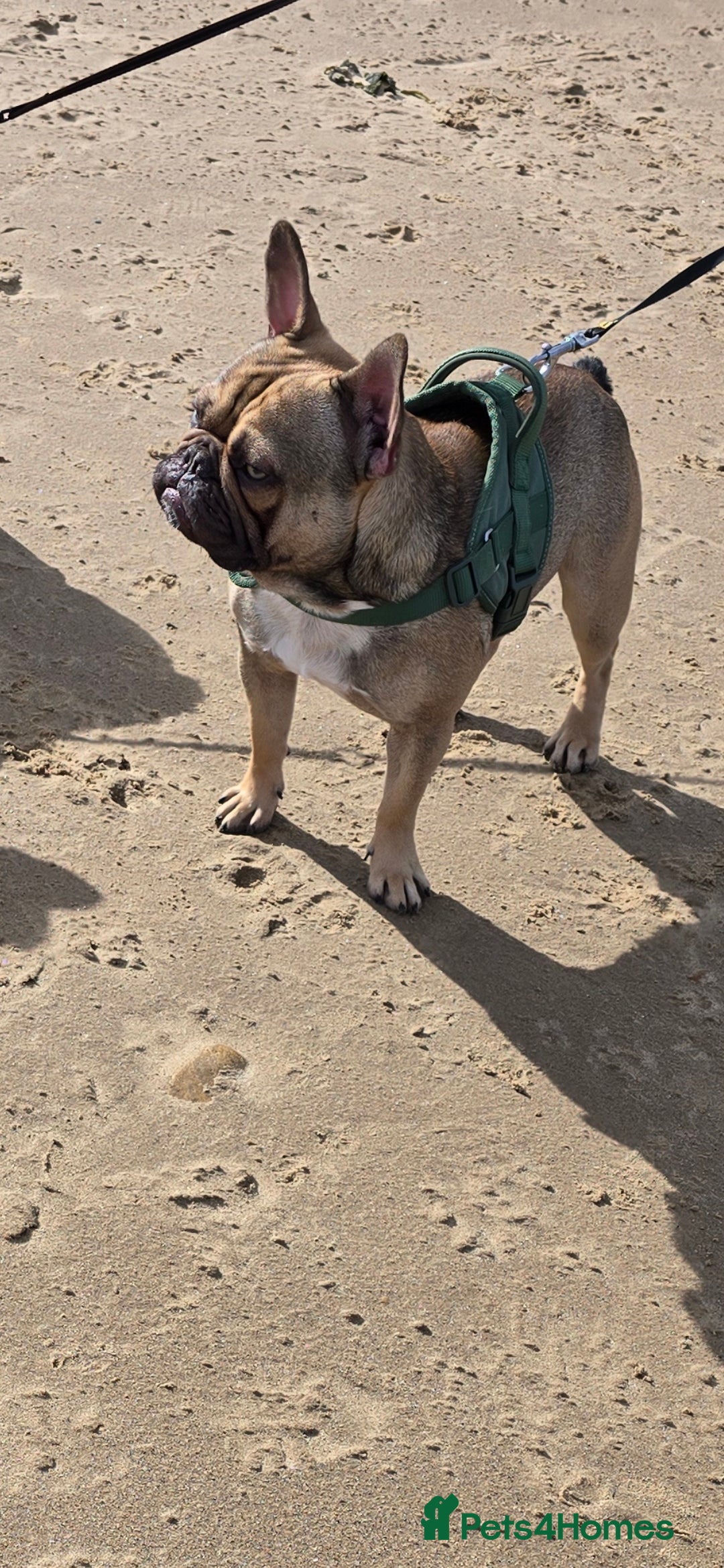 French Bulldog dogs for sale: French bulldogs rehome both 1 year old - Image 4