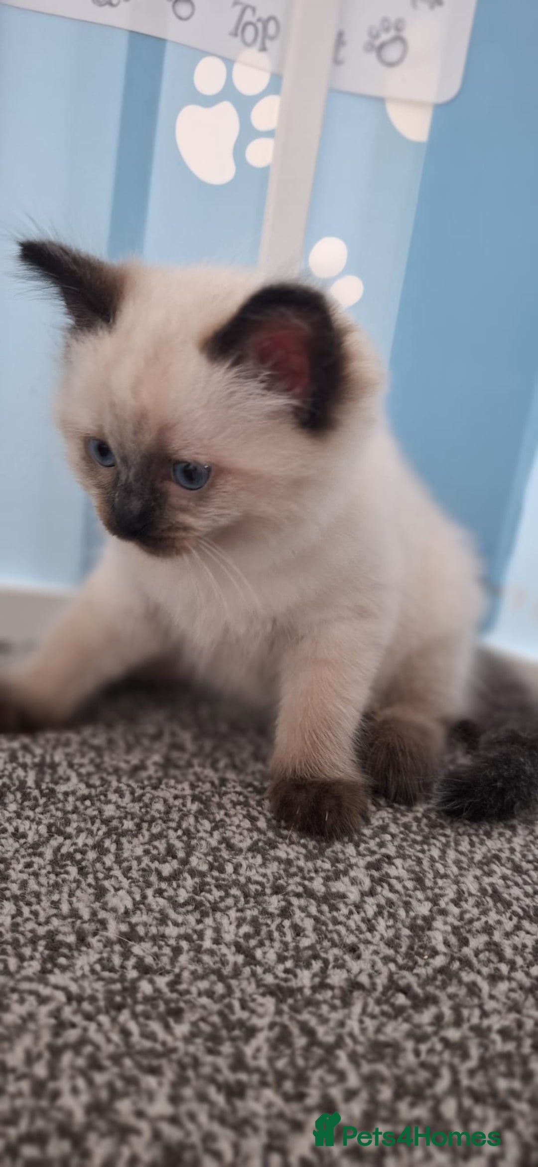 Ragdoll cats for sale: Beautiful Ragdolls 4 boys and 2 girls  - Image 23