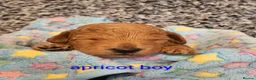 Toy Poodle dogs for sale: Toy poodle apricot boy  - Advert 6