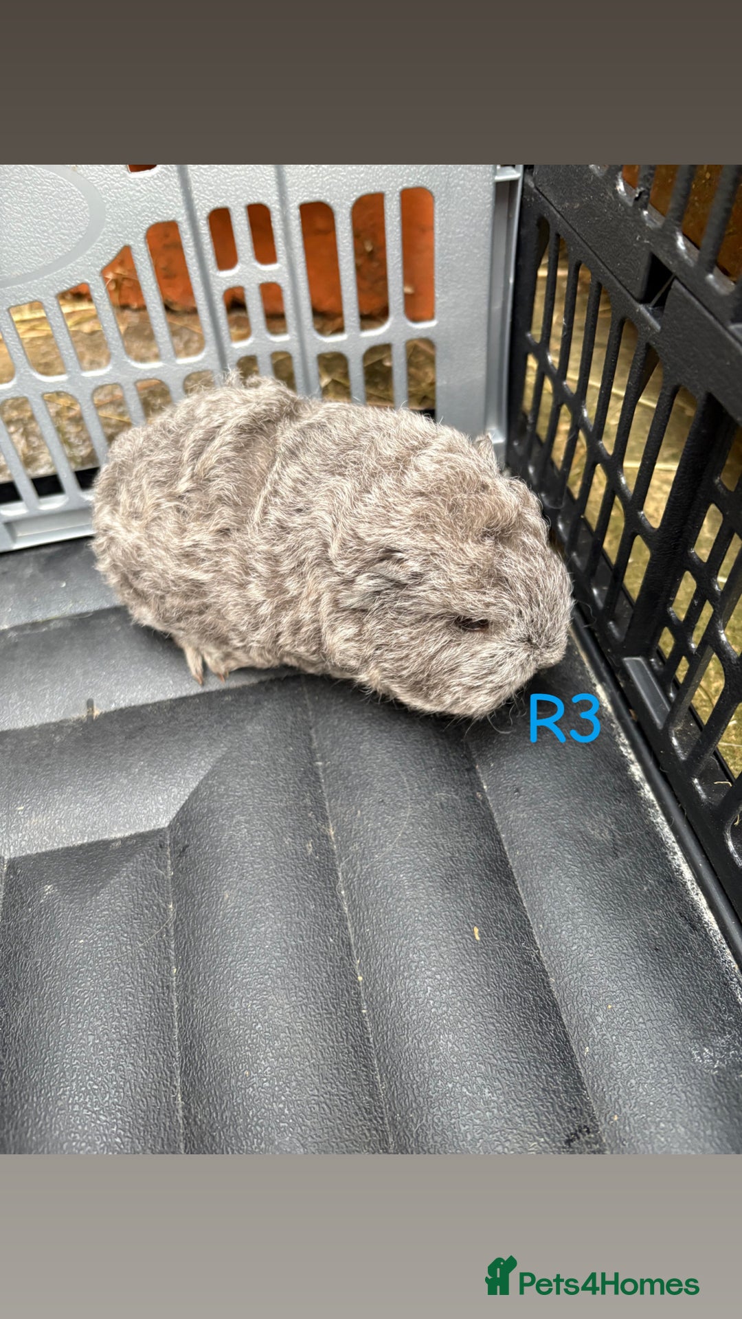 Guinea Pig rodents for sale: Baby Swiss guinea pigs for sale  - Advert 9