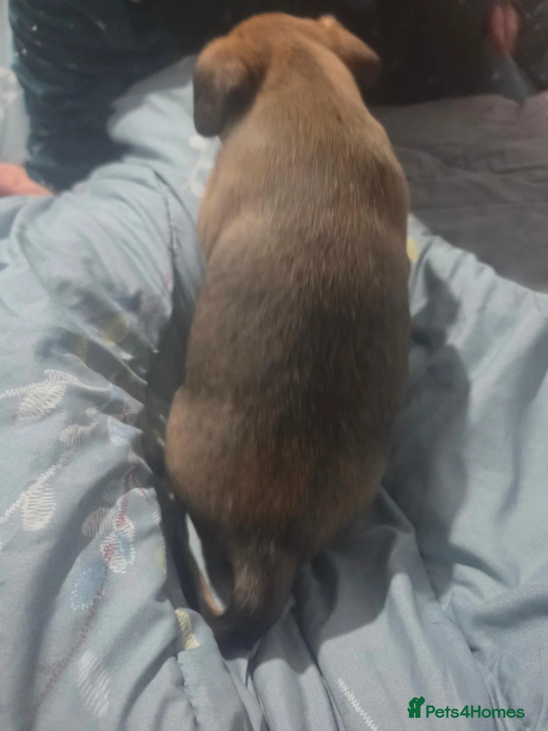 Mixed Breed dogs for sale: Staffordshire cross frenchie fraffies - Advert 11