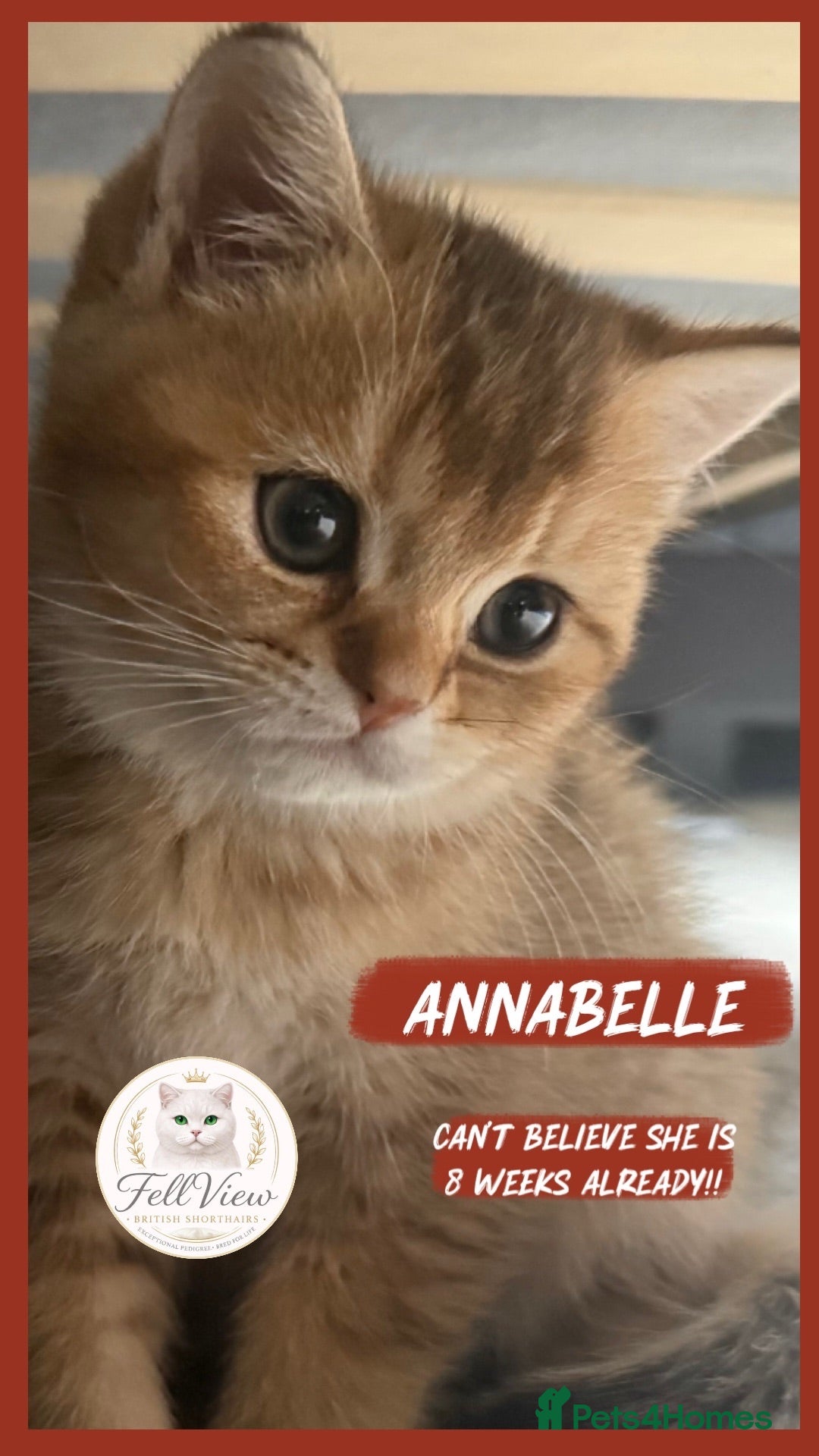 British Shorthair cats Beautiful Pedigree BSH Kittens • Ready 7th July  - Advert 19
