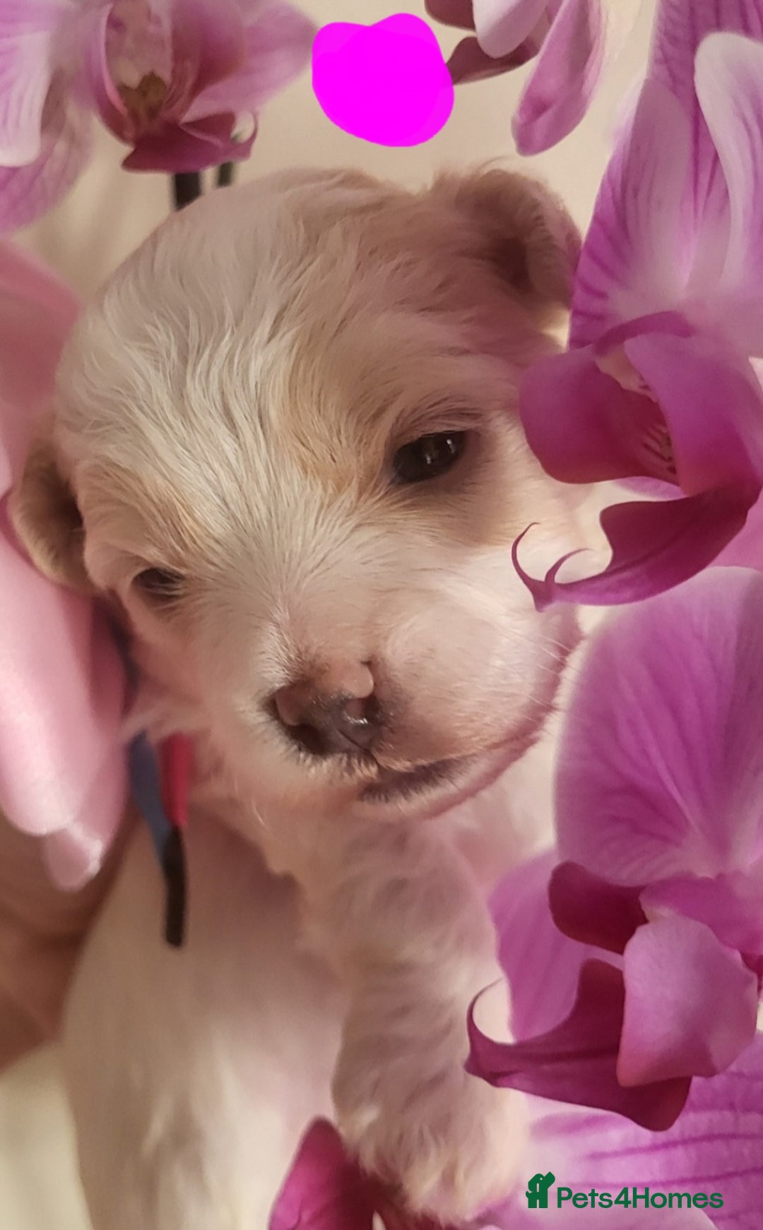 Maltipoo dogs for sale: Toy maltipoo puppies  - Advert 12