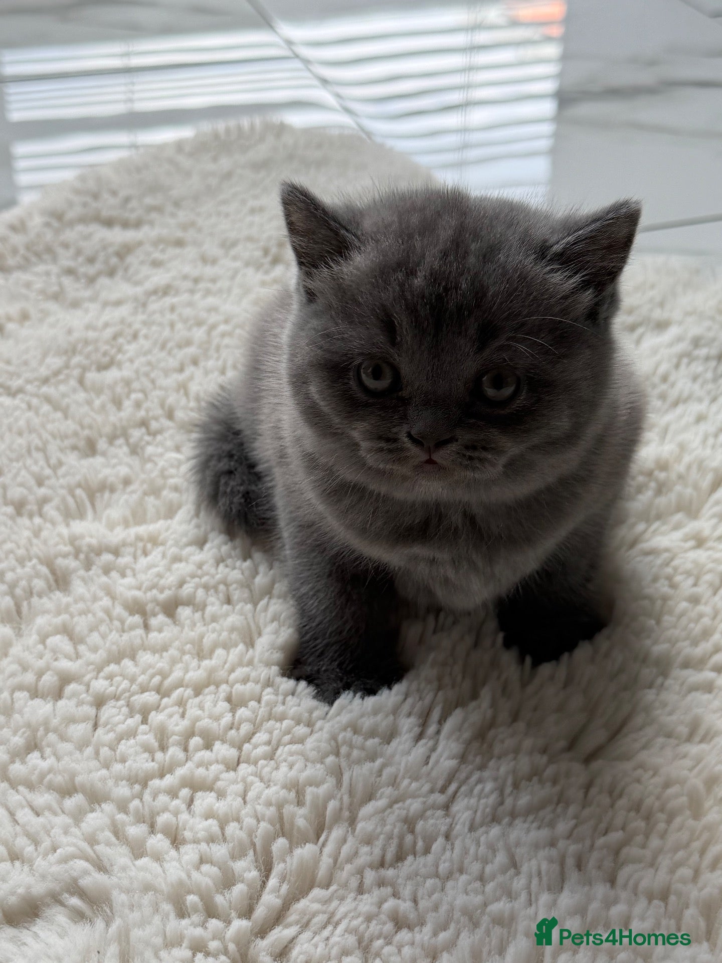 British Shorthair cats British shorthair/Scottish fold - Advert 2