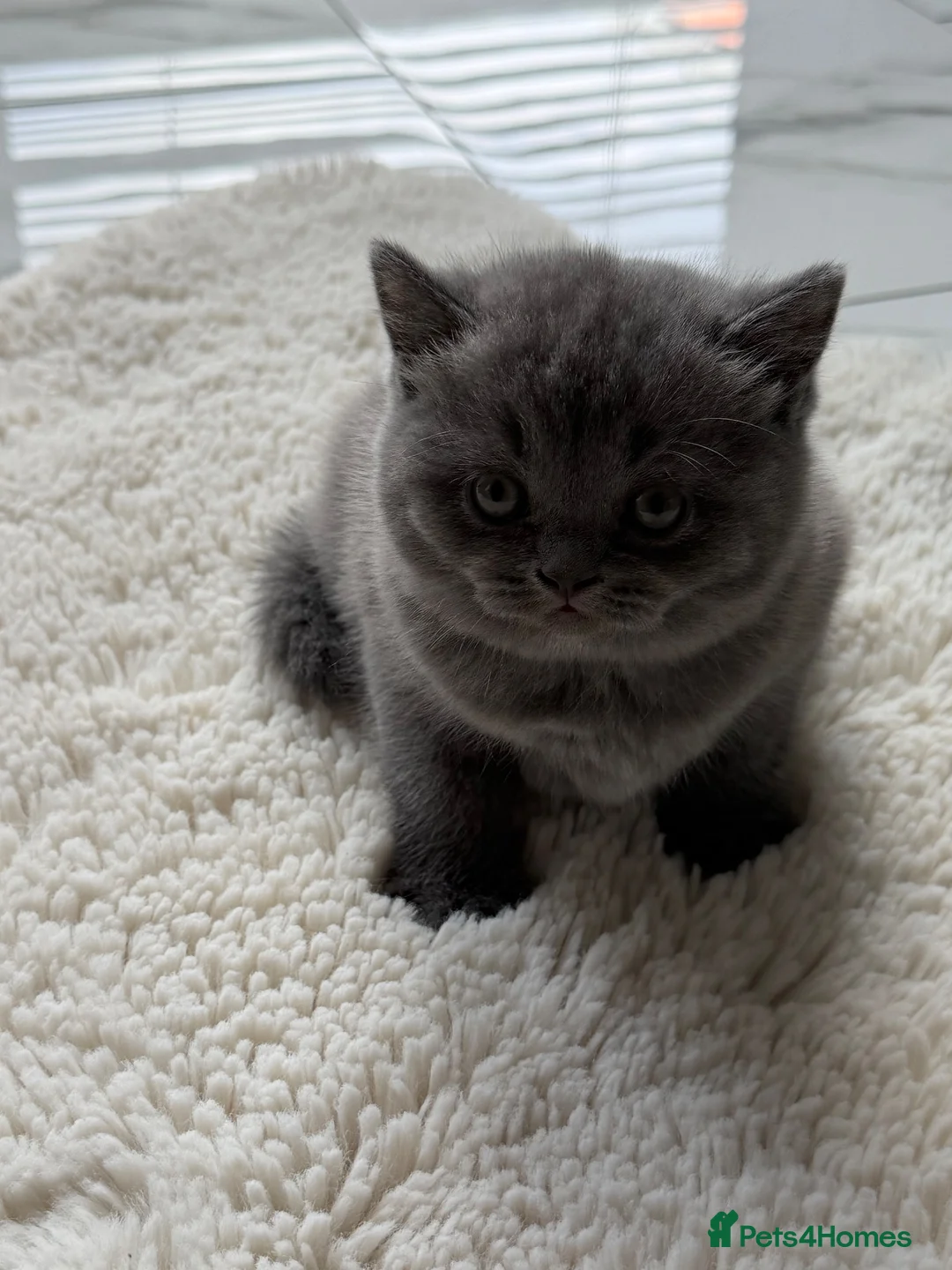 British Shorthair cats for sale: British shorthair/Scottish fold - Advert 1