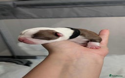 Boston Terrier dogs for sale: Boston terrier puppies  - Advert 10