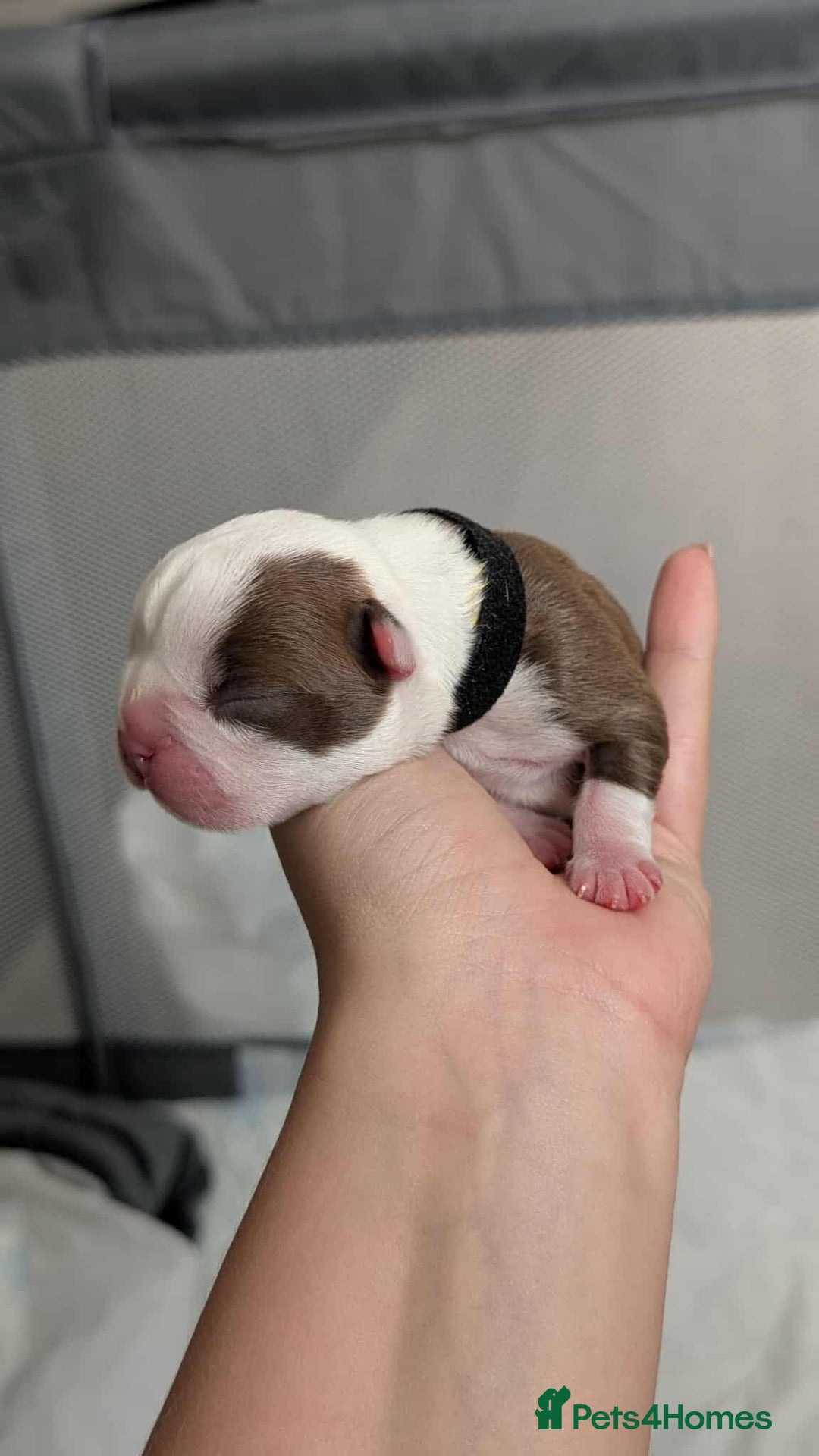 Boston Terrier dogs for sale: Boston terrier puppies  - Advert 10