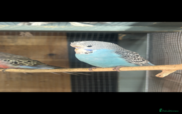Mixed Breed birds for sale: Quakers, bourkes and budgies for sale  - Image 5