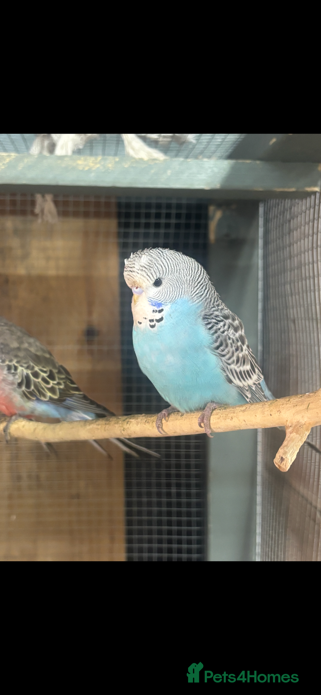 Mixed Breed birds for sale: Quakers, bourkes and budgies for sale  - Image 5